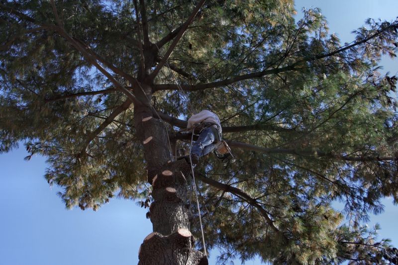 Professional Arborists at Work
