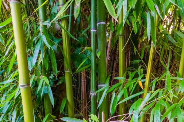 Cost of Bamboo Trimming in Evergreen