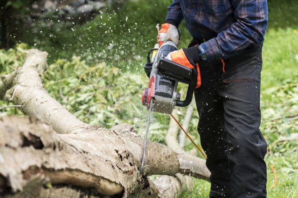 Cost of Branch Removal Service in Evergreen