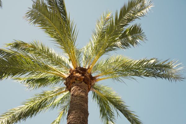 Palm Tree Pruning in Evergreen
