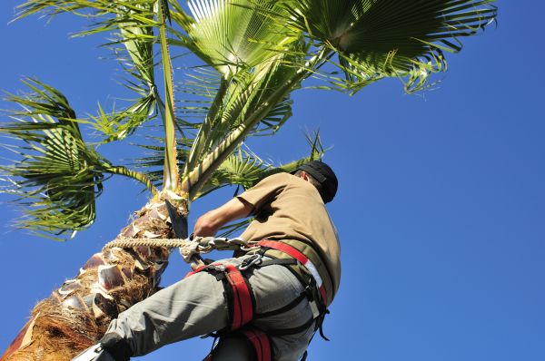 Palm Tree Trimming in Evergreen