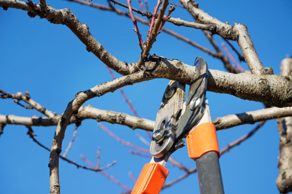 Residential Tree Service in Evergreen