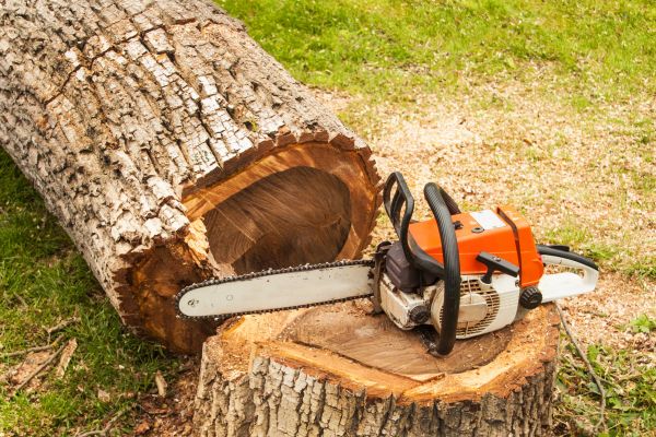 Tree Cutting Service in Evergreen