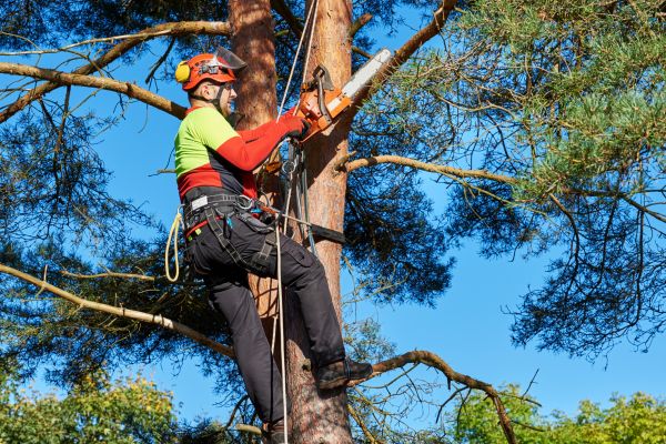 Tree Service in Evergreen