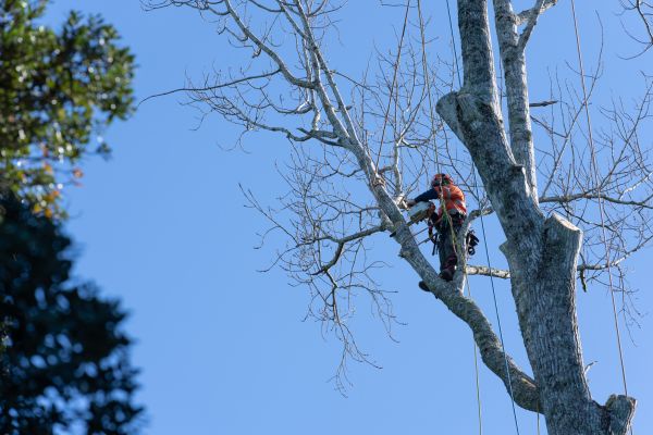 Cost of Tree Topping Service in Evergreen