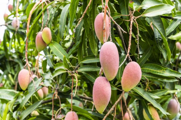 Cost of Mango Tree Trimming in Evergreen