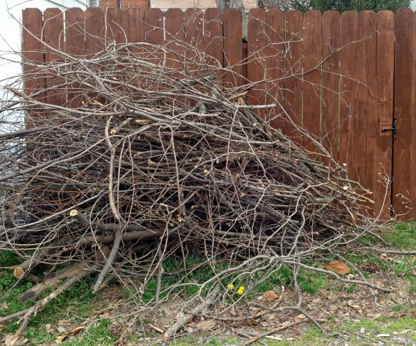 Cost of Dead Branch Removal in Evergreen