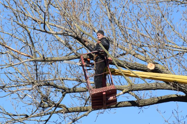Cost of Emergency Tree Trimming in Evergreen