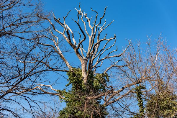 Cost of Deadwood Removal in Evergreen