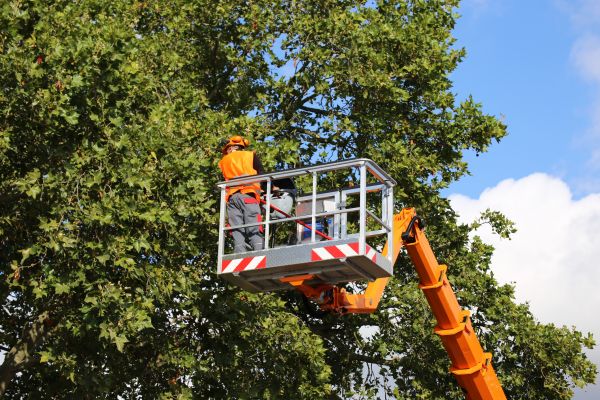 Commercial Tree Service in Evergreen