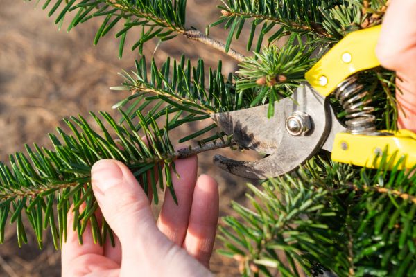 Pine Tree Pruning in Evergreen