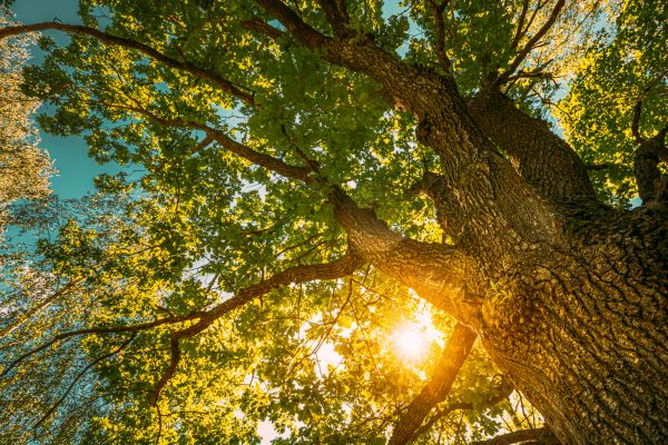 Cost of Oak Tree Pruning in Evergreen