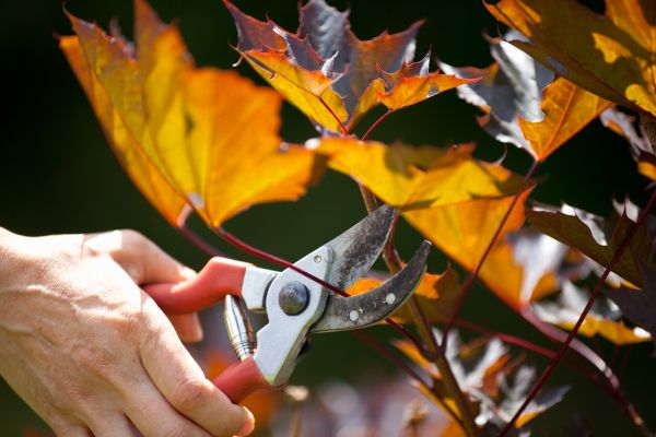 Cost of Maple Tree Pruning in Evergreen