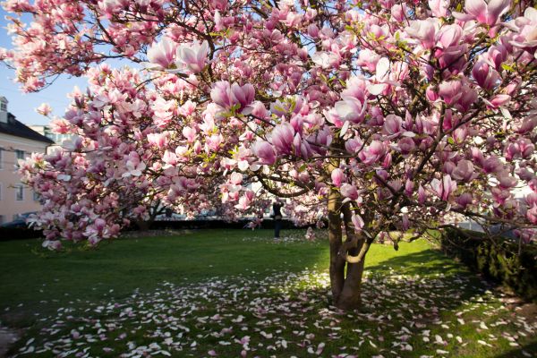 Cost of Magnolia Tree Pruning in Evergreen