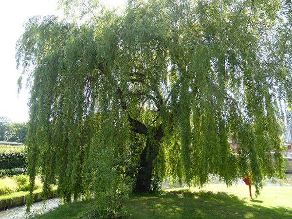 Cost of Willow Tree Trimming in Evergreen