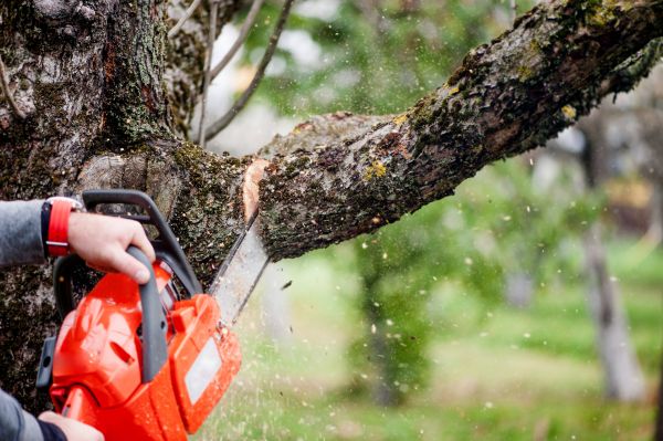 Cost of Tree Limbs Removal in Evergreen