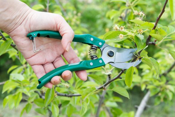 Cost of Pear Tree Pruning in Evergreen