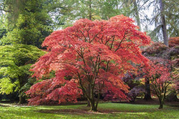Japanese Maple Pruning in Evergreen