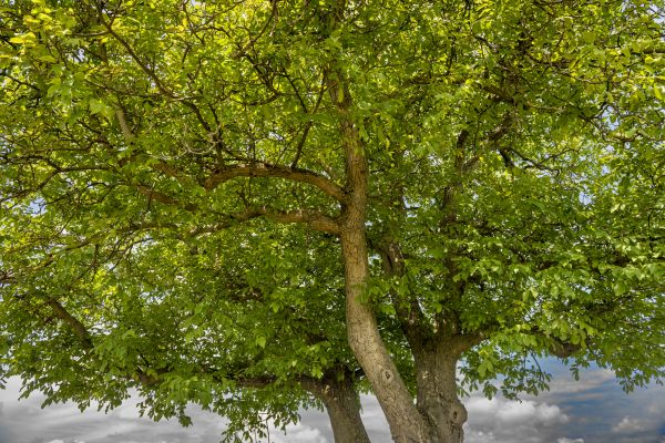 Cost of Walnut Tree Trimming in Evergreen