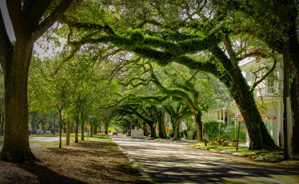 Cost of Tree Canopy Thinning in Evergreen