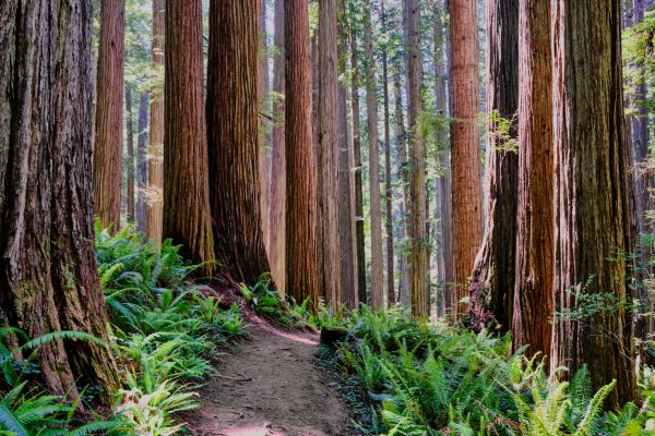 Cost of Redwood Tree Trimming in Evergreen