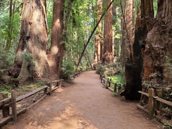 Cost of Redwood Tree Pruning in Evergreen