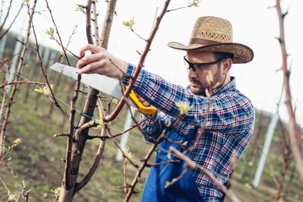 Cost of Orchard Tree Pruning in Evergreen