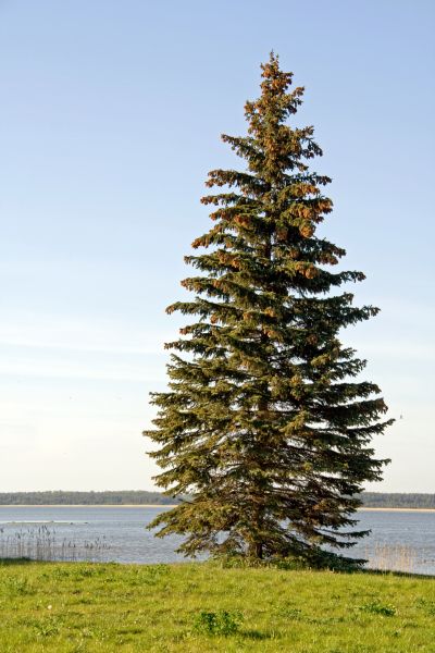Cost of Spruce Tree Pruning in Evergreen