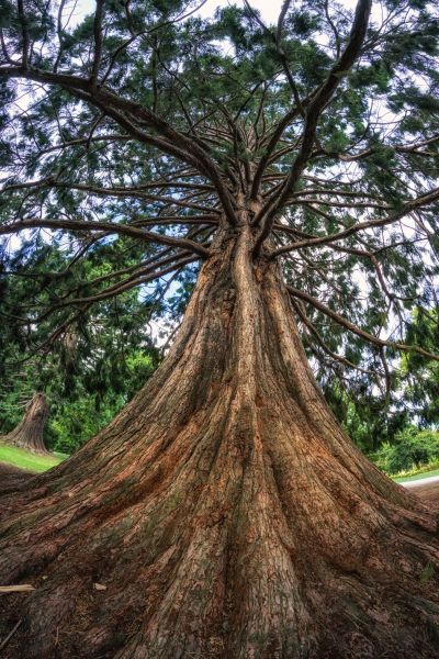 Cost of Cedar Tree Pruning in Evergreen