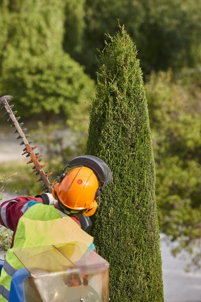 Cost of Cypress Tree Trimming in Evergreen