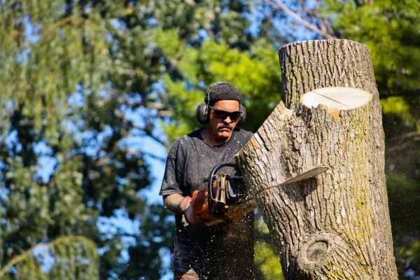 Cost of Ash Tree Pruning in Evergreen