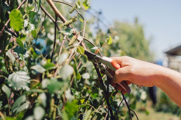 Cost of Birch Tree Pruning in Evergreen