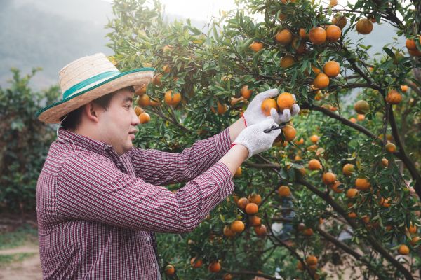 Cost of Orange Tree Pruning in Evergreen