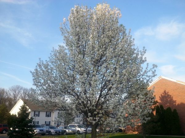 Cost of Bradford Pear Tree Pruning in Evergreen