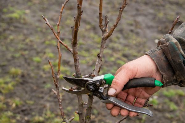Cost of Pear Trees Pruning in Evergreen