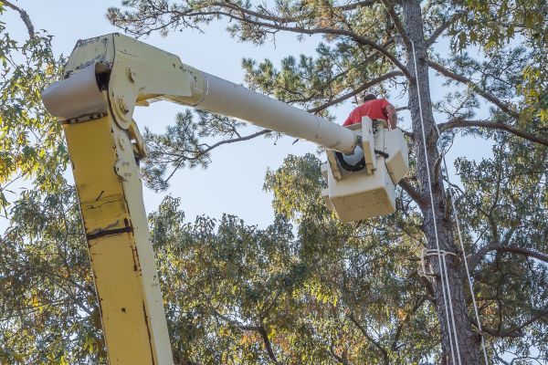 Cost of Limbs Trimming in Evergreen