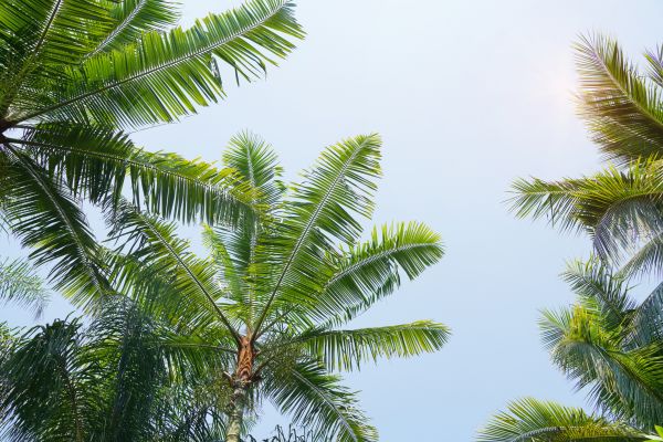 Cost of Queen Palm Tree Trimming in Evergreen