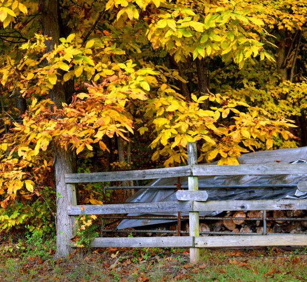Cost of Hickory Tree Pruning in Evergreen