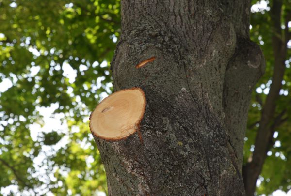 Cost of Limb Cutting in Evergreen