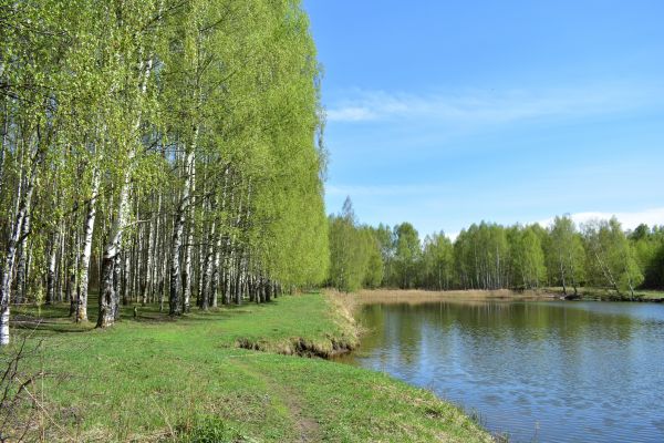 Cost of River Birch Pruning in Evergreen