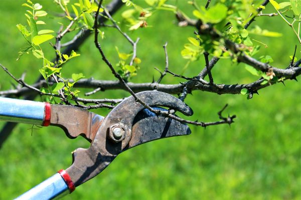 Cost of Branches Pruning in Evergreen