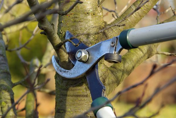 Cost of Tree Limb Trimming Service in Evergreen