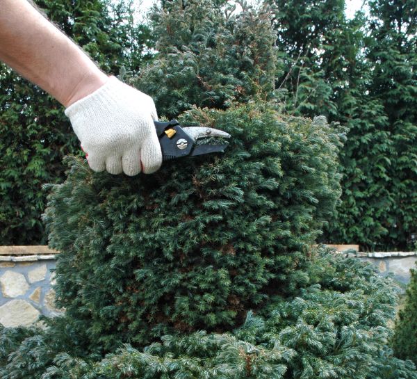 Cost of Ornamental Tree Trimming in Evergreen