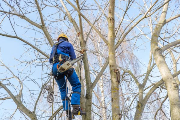 Cost of Large Tree Trimming in Evergreen