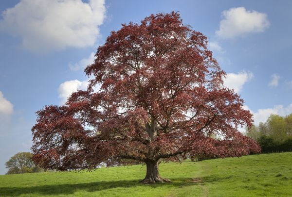 Cost of Beech Tree Pruning in Evergreen