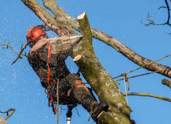 Tree Trimming Service in Evergreen
