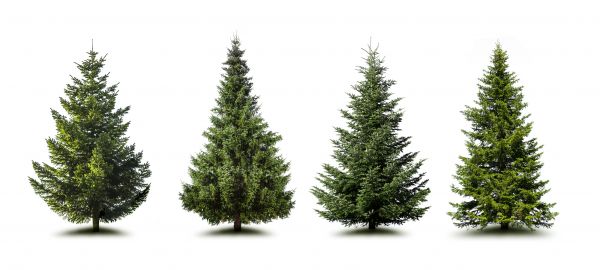 Cost of Pine Tree Trimming in Evergreen
