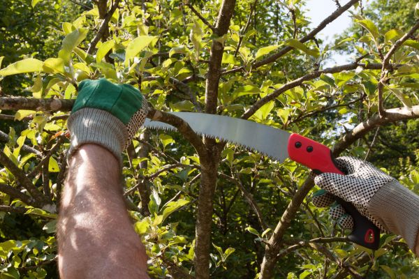 Apple Tree Trimming in Evergreen